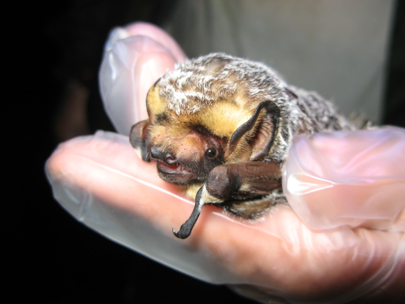 Hoary Bat Close-Up